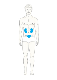 Detoxikace-ledvin-ocista-mocoveho-mechyre-diochi